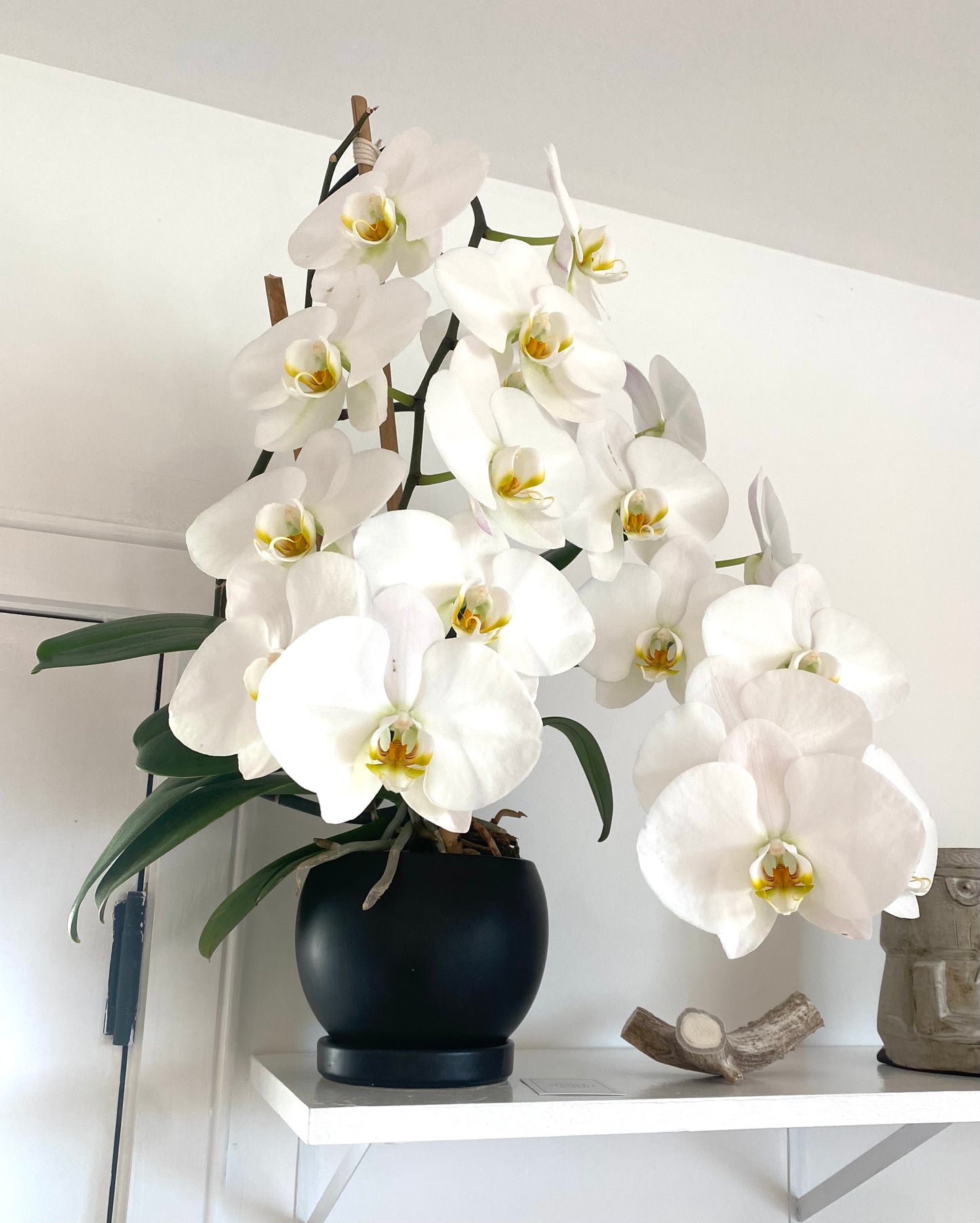 Bianchi orchid refill (single) w/o pot
